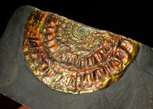 Load image into Gallery viewer, Rainbow iridescent Caloceras ammonite fossil display piece 97mm
