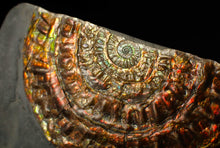 Load image into Gallery viewer, Rainbow iridescent Caloceras ammonite fossil display piece 97mm
