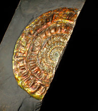Load image into Gallery viewer, Rainbow iridescent Caloceras ammonite fossil display piece 97mm
