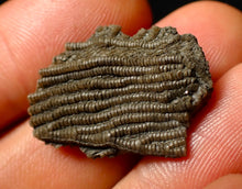Load image into Gallery viewer, Detailed juvenile crinoid fossil head (26 mm)
