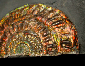 Rainbow iridescent Caloceras ammonite fossil display piece 97mm