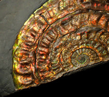 Load image into Gallery viewer, Rainbow iridescent Caloceras ammonite fossil display piece 97mm
