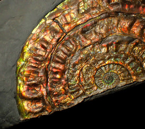 Rainbow iridescent Caloceras ammonite fossil display piece 97mm