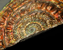 Load image into Gallery viewer, Rainbow iridescent Caloceras ammonite fossil display piece 97mm
