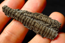 Load image into Gallery viewer, Detailed 3D crinoid multi-stem fossil (51 mm)
