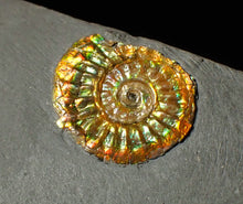 Load image into Gallery viewer, 20 mm juvenile rainbow iridescent Caloceras display ammonite fossil
