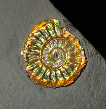 Load image into Gallery viewer, 20 mm juvenile rainbow iridescent Caloceras display ammonite fossil
