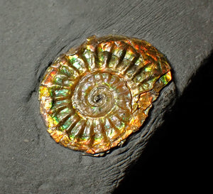 20 mm juvenile rainbow iridescent Caloceras display ammonite fossil