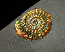 Load image into Gallery viewer, 20 mm juvenile rainbow iridescent Caloceras display ammonite fossil
