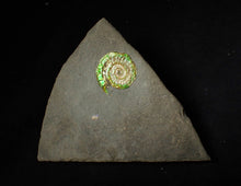 Load image into Gallery viewer, 25 mm juvenile green iridescent Caloceras display ammonite fossil
