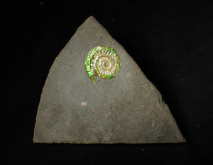 25 mm juvenile green iridescent Caloceras display ammonite fossil