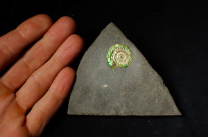 25 mm juvenile green iridescent Caloceras display ammonite fossil