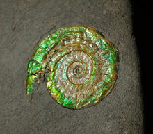 Load image into Gallery viewer, 25 mm juvenile green iridescent Caloceras display ammonite fossil
