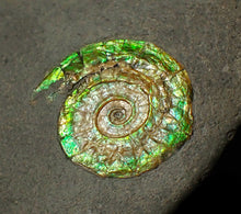 Load image into Gallery viewer, 25 mm juvenile green iridescent Caloceras display ammonite fossil
