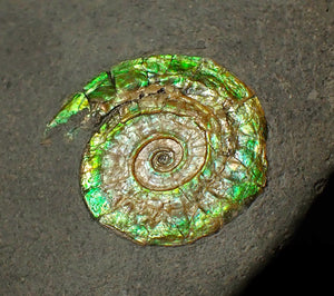 25 mm juvenile green iridescent Caloceras display ammonite fossil