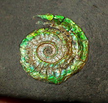 Load image into Gallery viewer, 25 mm juvenile green iridescent Caloceras display ammonite fossil
