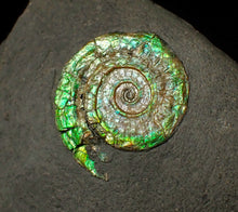 Load image into Gallery viewer, 25 mm juvenile green iridescent Caloceras display ammonite fossil
