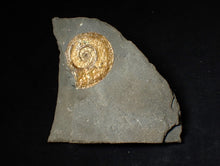 Load image into Gallery viewer, 38 mm Iridescent Psiloceras ammonite fossil display piece
