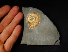 Load image into Gallery viewer, 38 mm Iridescent Psiloceras ammonite fossil display piece
