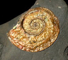 Load image into Gallery viewer, 38 mm Iridescent Psiloceras ammonite fossil display piece
