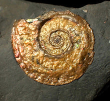 Load image into Gallery viewer, 38 mm Iridescent Psiloceras ammonite fossil display piece
