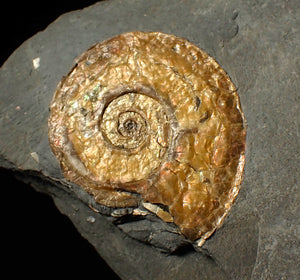 38 mm Iridescent Psiloceras ammonite fossil display piece