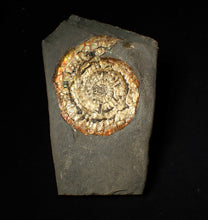 Load image into Gallery viewer, Large 82mm rainbow iridescent Caloceras display ammonite fossil

