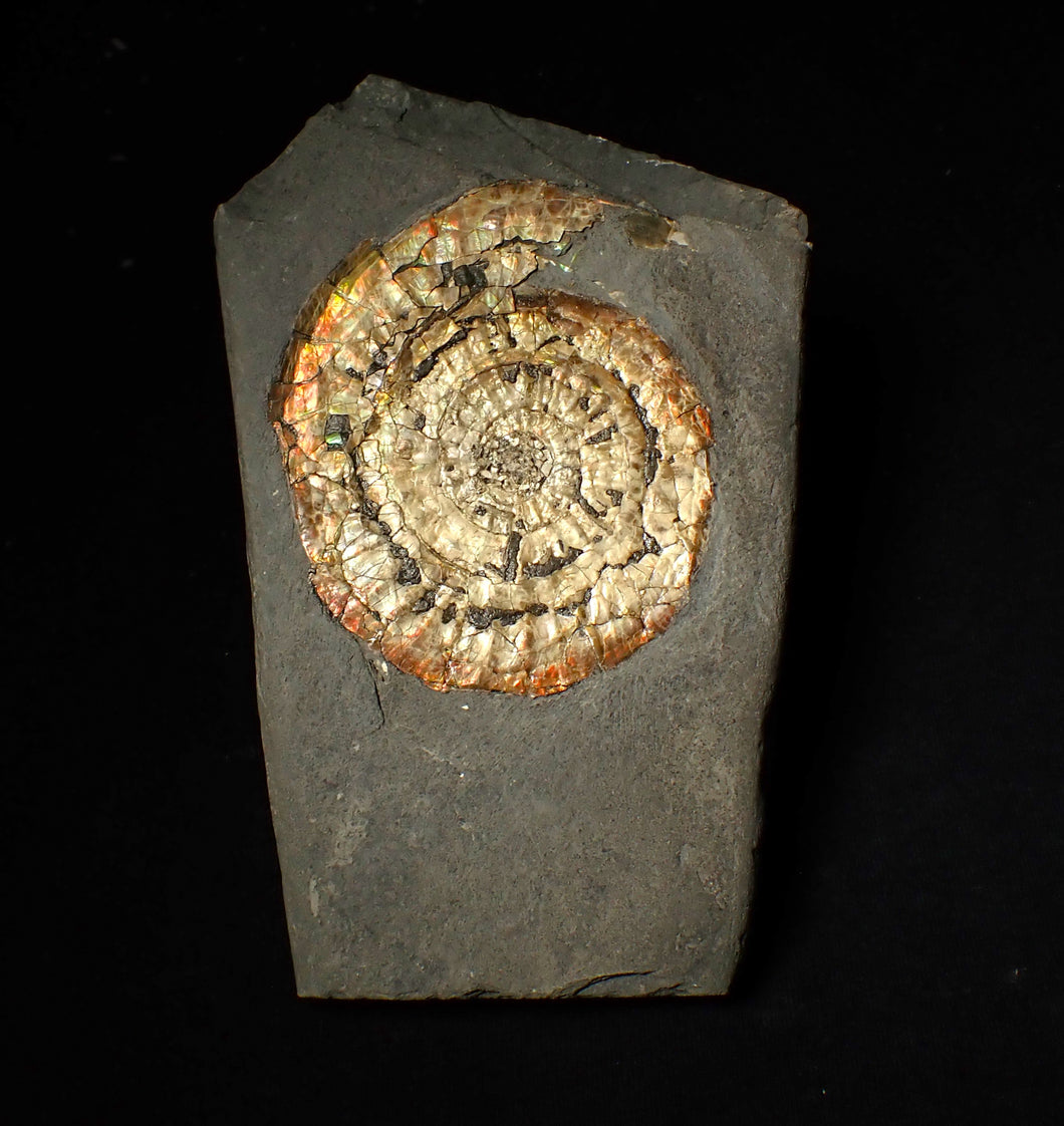Large 82mm rainbow iridescent Caloceras display ammonite fossil
