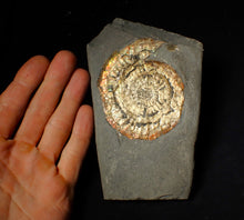 Load image into Gallery viewer, Large 82mm rainbow iridescent Caloceras display ammonite fossil
