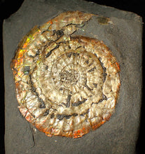 Load image into Gallery viewer, Large 82mm rainbow iridescent Caloceras display ammonite fossil
