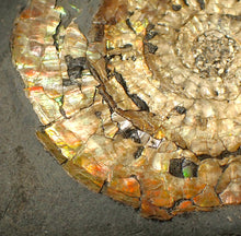 Load image into Gallery viewer, Large 82mm rainbow iridescent Caloceras display ammonite fossil
