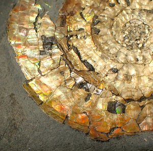 Large 82mm rainbow iridescent Caloceras display ammonite fossil
