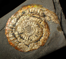 Load image into Gallery viewer, Large 82mm rainbow iridescent Caloceras display ammonite fossil
