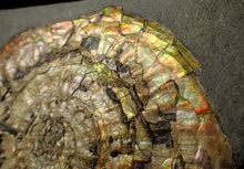 Load image into Gallery viewer, Large 82mm rainbow iridescent Caloceras display ammonite fossil
