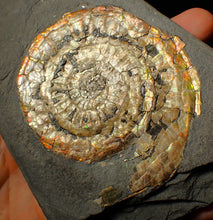 Load image into Gallery viewer, Large 82mm rainbow iridescent Caloceras display ammonite fossil
