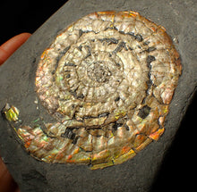 Load image into Gallery viewer, Large 82mm rainbow iridescent Caloceras display ammonite fossil
