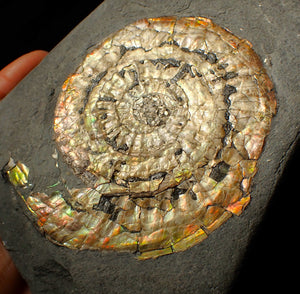 Large 82mm rainbow iridescent Caloceras display ammonite fossil