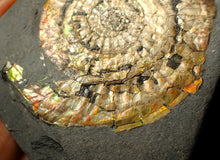 Load image into Gallery viewer, Large 82mm rainbow iridescent Caloceras display ammonite fossil
