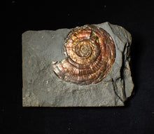 Load image into Gallery viewer, 50 mm Iridescent Psiloceras ammonite fossil display piece
