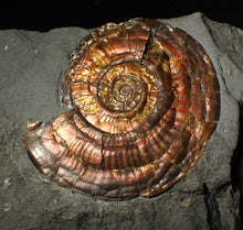 Load image into Gallery viewer, 50 mm Iridescent Psiloceras ammonite fossil display piece
