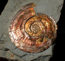 Load image into Gallery viewer, 50 mm Iridescent Psiloceras ammonite fossil display piece
