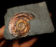 Load image into Gallery viewer, 50 mm Iridescent Psiloceras ammonite fossil display piece
