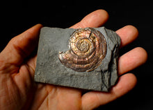 Load image into Gallery viewer, 50 mm Iridescent Psiloceras ammonite fossil display piece
