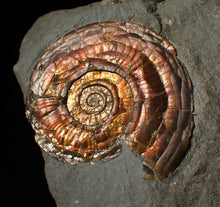 Load image into Gallery viewer, 50 mm Iridescent Psiloceras ammonite fossil display piece
