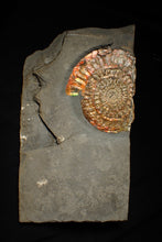 Load image into Gallery viewer, Large double iridescent Caloceras display ammonite fossil
