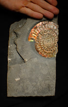 Load image into Gallery viewer, Large double iridescent Caloceras display ammonite fossil

