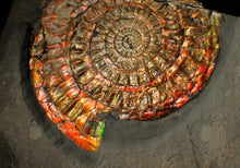 Load image into Gallery viewer, Large double iridescent Caloceras display ammonite fossil
