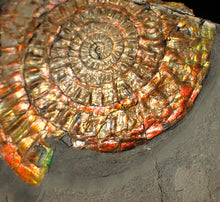 Load image into Gallery viewer, Large double iridescent Caloceras display ammonite fossil
