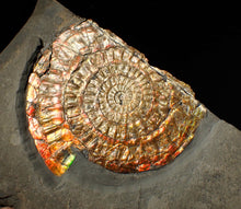 Load image into Gallery viewer, Large double iridescent Caloceras display ammonite fossil
