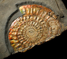 Load image into Gallery viewer, Large double iridescent Caloceras display ammonite fossil
